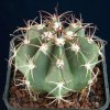 Melocactus_zehntneri_x_conc